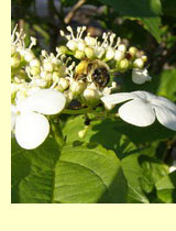 Калина (Viburnum opulus L) Калина (Viburnum opulus L)